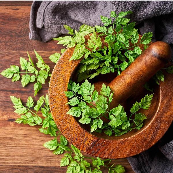 AcquaGarden Outdoor Plants Chervil