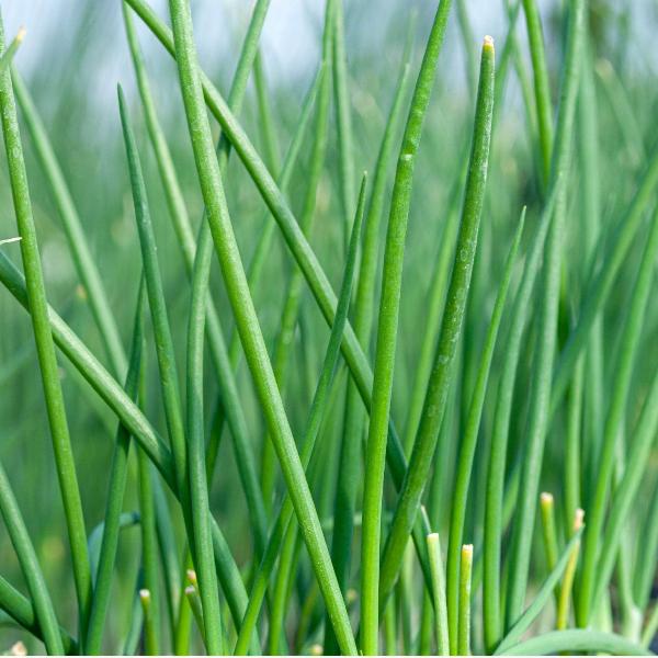 AcquaGarden Outdoor Plants Chives
