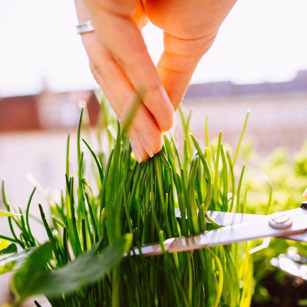 AcquaGarden Outdoor Plants Chives