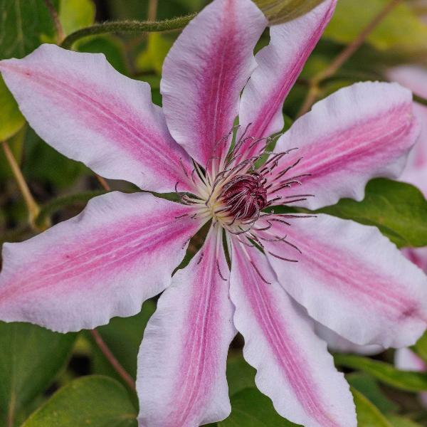 AcquaGarden Outdoor Plants Clematis 'Pink Fantasy'