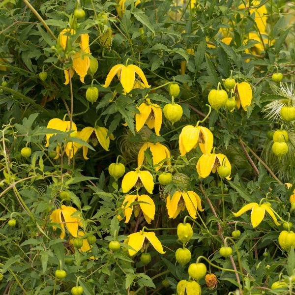 AcquaGarden Outdoor Plants Clematis 'Tangutica'