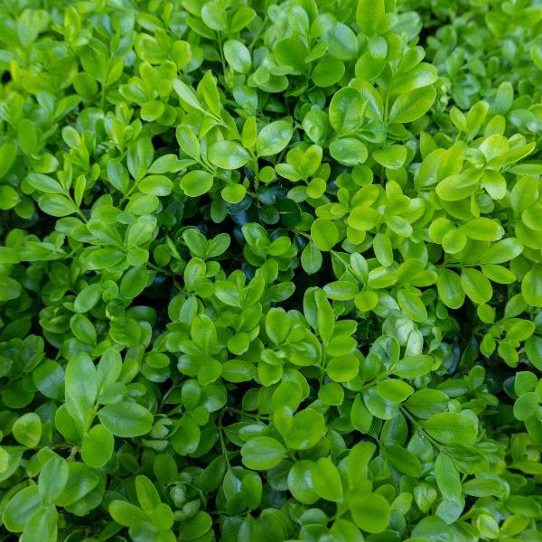 AcquaGarden Outdoor Plants Common Box 'Buxus Sempervirens'