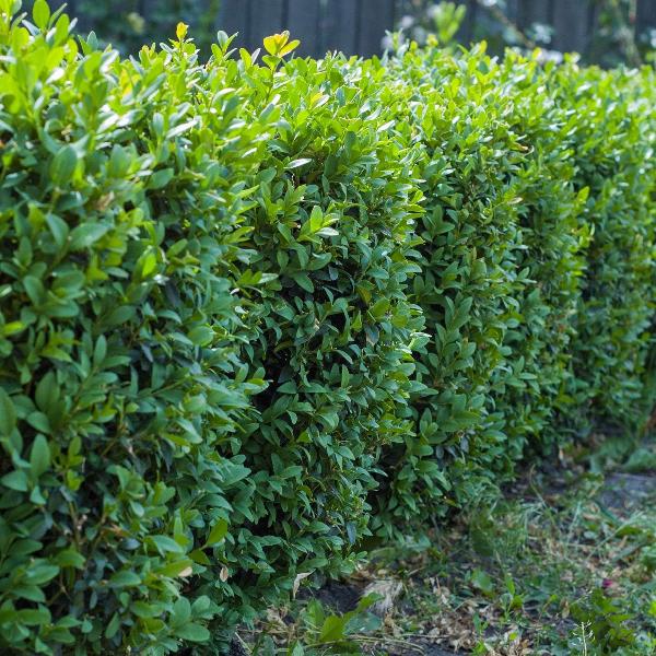 AcquaGarden Outdoor Plants Common Box 'Buxus Sempervirens'
