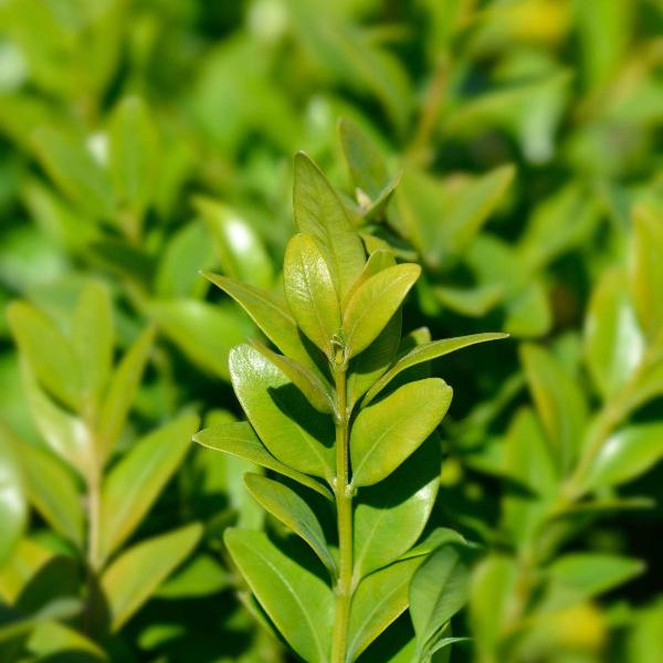 AcquaGarden Outdoor Plants Common Box 'Buxus Sempervirens'