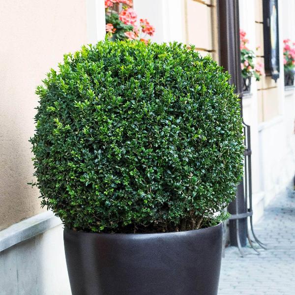 AcquaGarden Outdoor Plants Common Box 'Buxus Sempervirens'