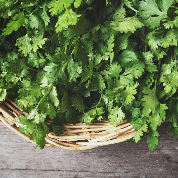 AcquaGarden Outdoor Plants Coriander