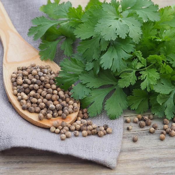 AcquaGarden Outdoor Plants Coriander