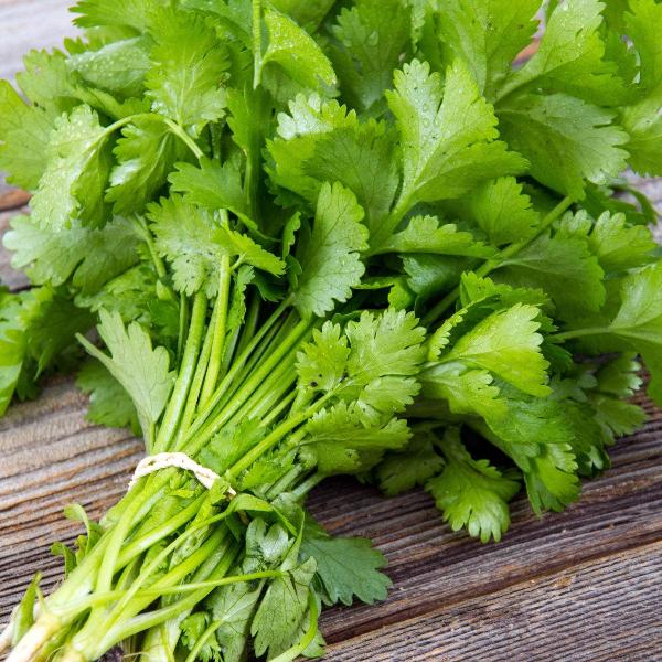 AcquaGarden Outdoor Plants Coriander