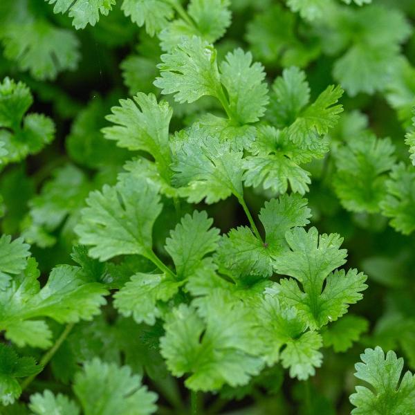 How to Grow and Care for Coriander Plants: A Complete Guide | Acqua ...