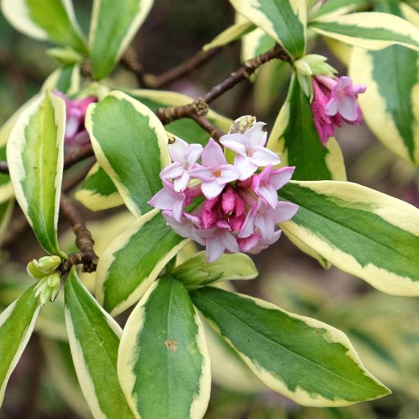 AcquaGarden Outdoor Plants Daphne 'Marianni'