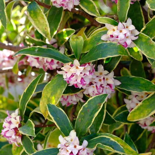 AcquaGarden Outdoor Plants Daphne 'Marianni'