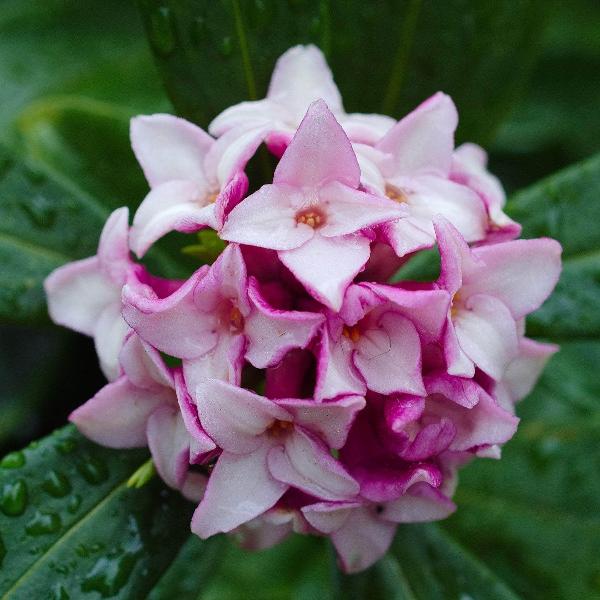 AcquaGarden Outdoor Plants Daphne 'Odora'