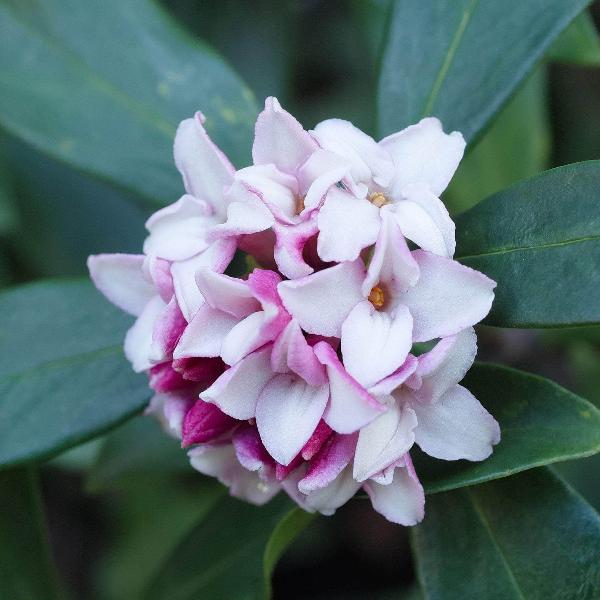 AcquaGarden Outdoor Plants Daphne 'Odora'