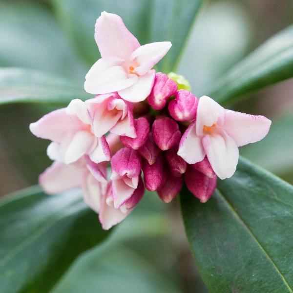 AcquaGarden Outdoor Plants Daphne 'Odora'
