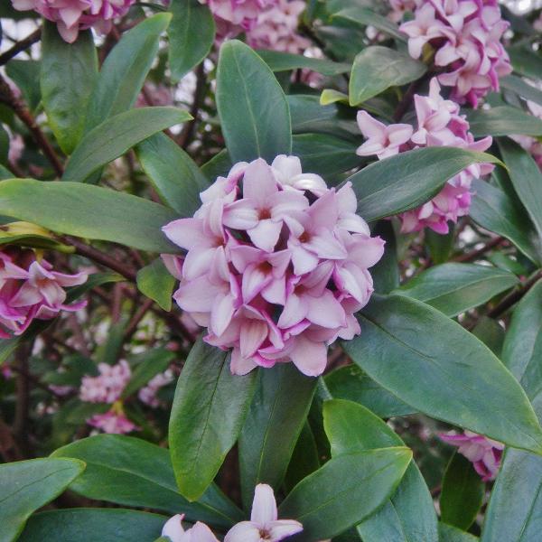 AcquaGarden Outdoor Plants Daphne 'Odora'