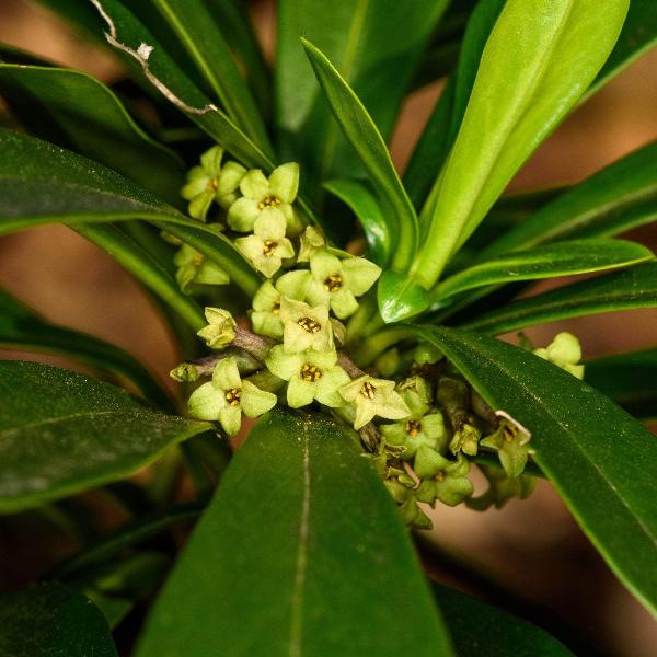 AcquaGarden Outdoor Plants Daphne 'Royal Crown'
