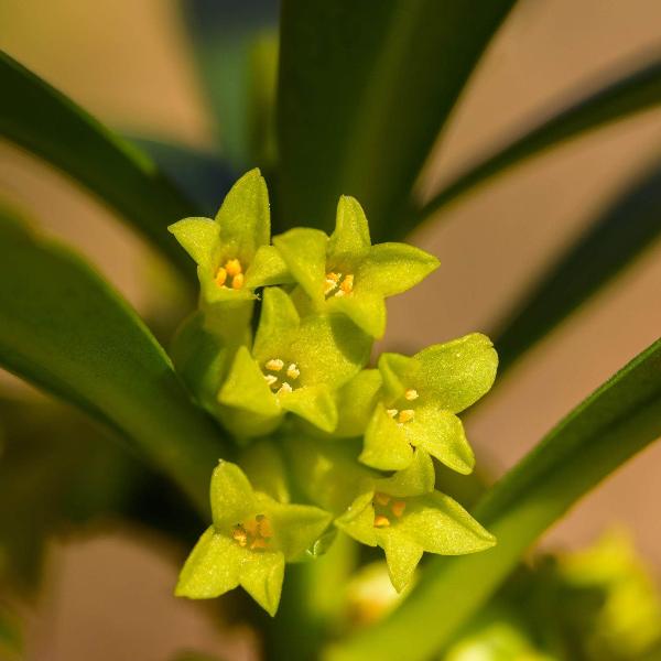 AcquaGarden Outdoor Plants Daphne 'Royal Crown'