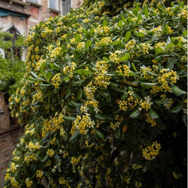 AcquaGarden Outdoor Plants Daphne 'Royal Crown'