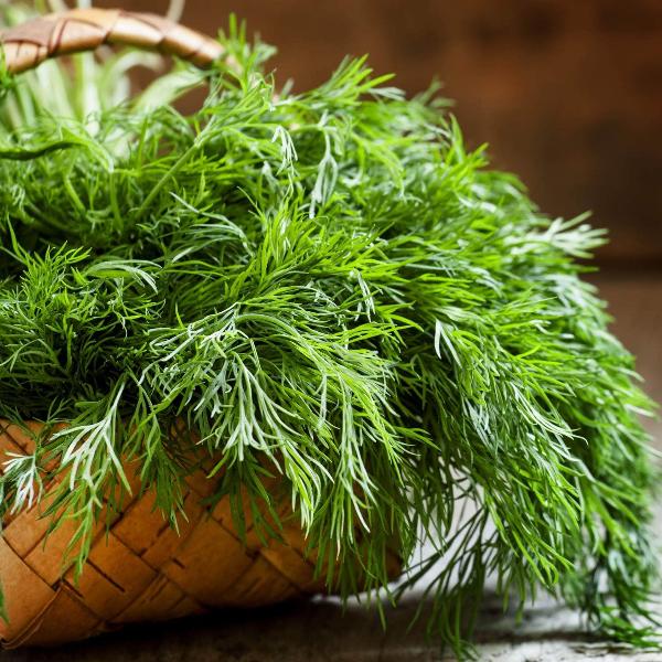 AcquaGarden Outdoor Plants Dill