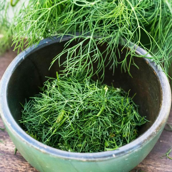 AcquaGarden Outdoor Plants Dill