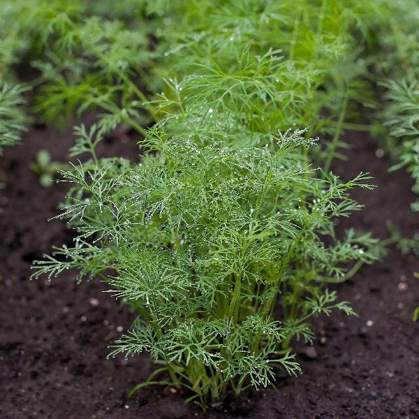 AcquaGarden Outdoor Plants Dill