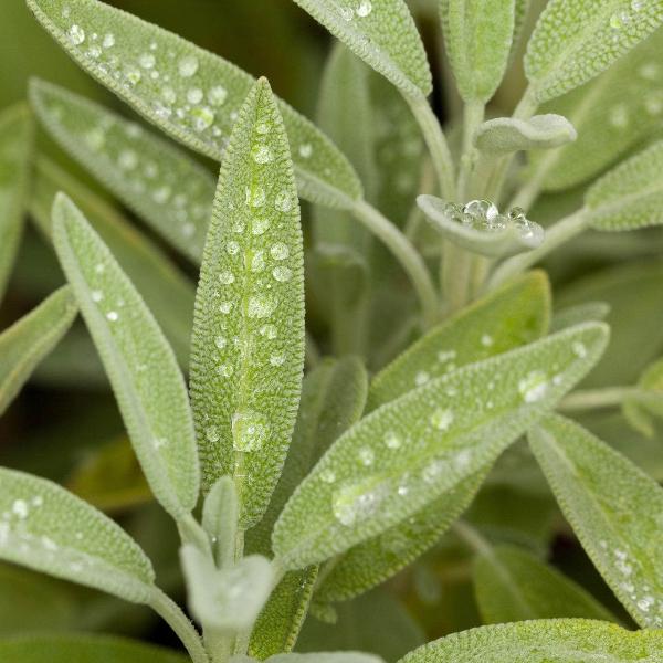 AcquaGarden Outdoor Plants English Sage