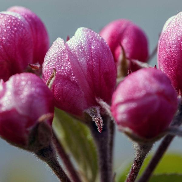 AcquaGarden Outdoor Plants Escallonia 'Apple Blossom'