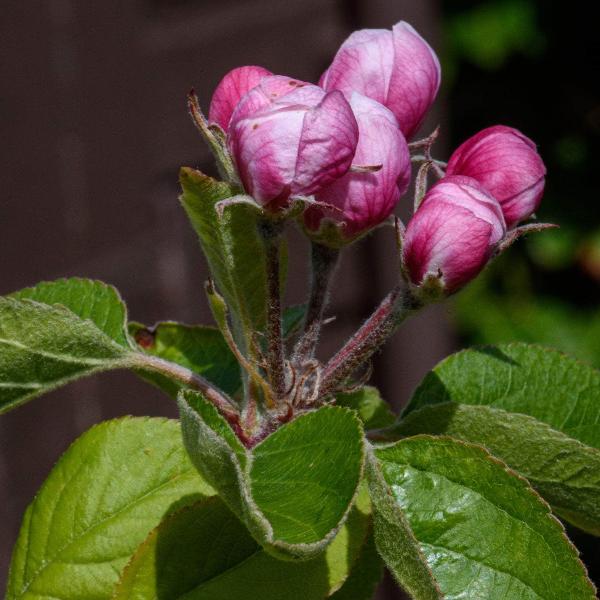 AcquaGarden Outdoor Plants Escallonia 'Apple Blossom'