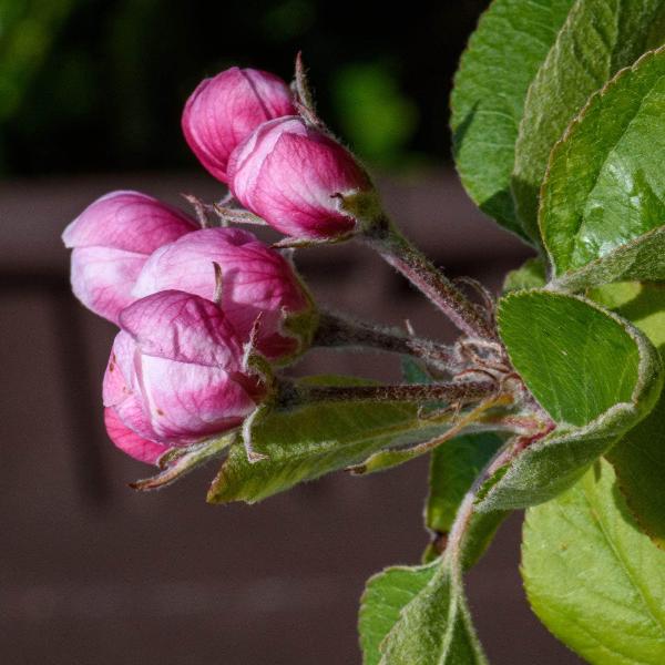AcquaGarden Outdoor Plants Escallonia 'Apple Blossom'