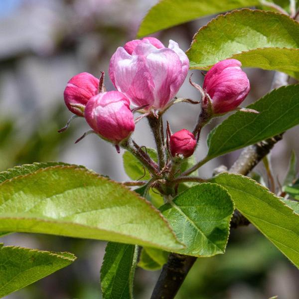 AcquaGarden Outdoor Plants Escallonia 'Apple Blossom'