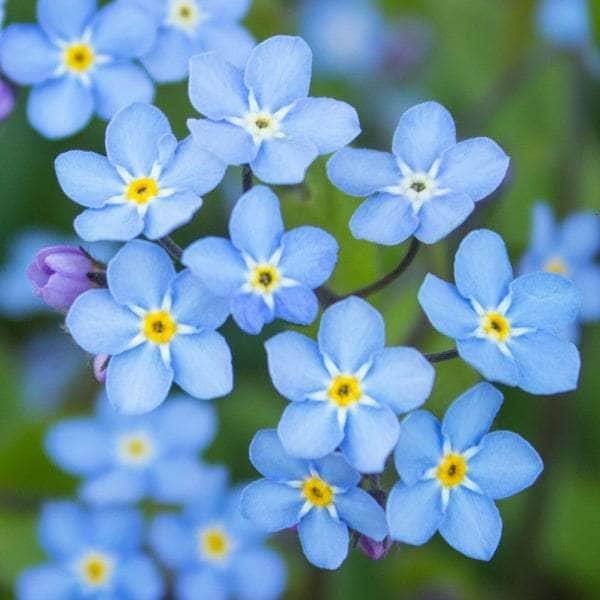 AcquaGarden Outdoor Plants Forget Me Not 'Blue Ball'