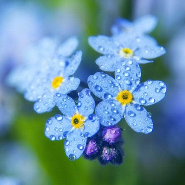 AcquaGarden Outdoor Plants Forget Me Not 'Blue Ball'
