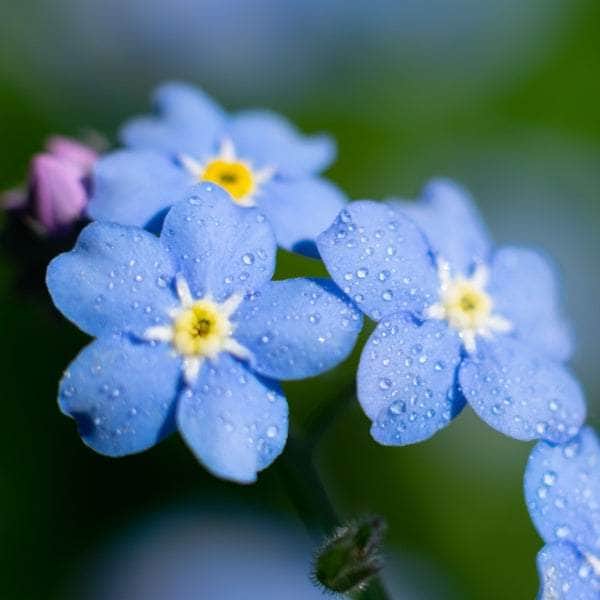 AcquaGarden Outdoor Plants Forget Me Not 'Blue Ball'