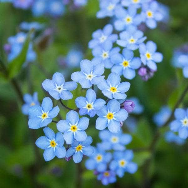 AcquaGarden Outdoor Plants Forget Me Not 'Blue Ball'