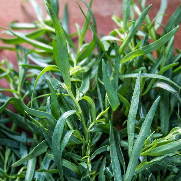 AcquaGarden Outdoor Plants French Tarragon