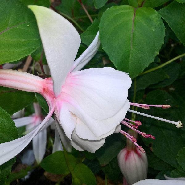 AcquaGarden Outdoor Plants Fuchsia 'Annabel'
