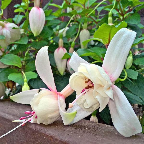 AcquaGarden Outdoor Plants Fuchsia 'Annabel'