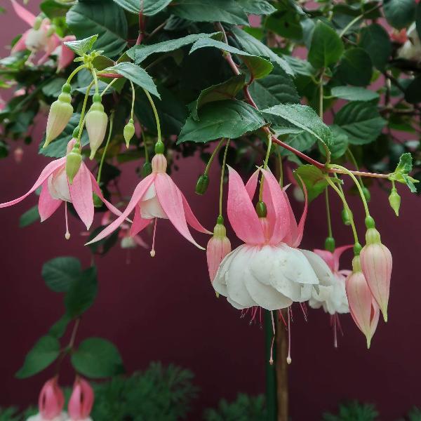 AcquaGarden Outdoor Plants Fuchsia 'Annabel'