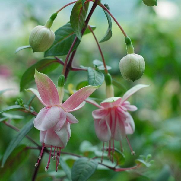 AcquaGarden Outdoor Plants Fuchsia 'Annabel'