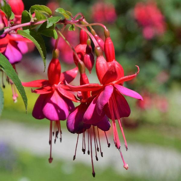 AcquaGarden Outdoor Plants Fuchsia 'Beacon'