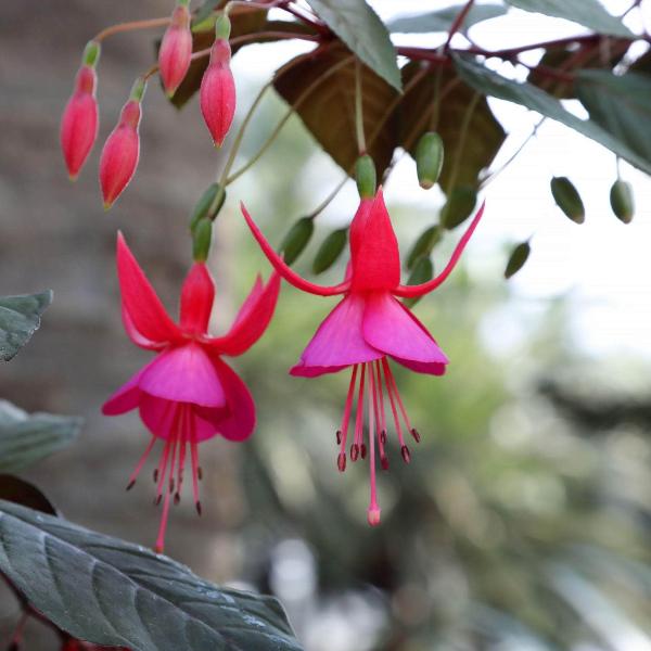 AcquaGarden Outdoor Plants Fuchsia 'Beacon'