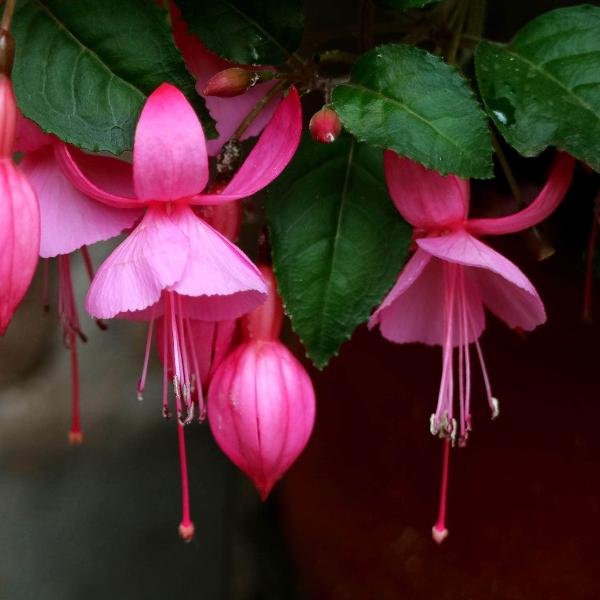 AcquaGarden Outdoor Plants Fuchsia 'Beacon'
