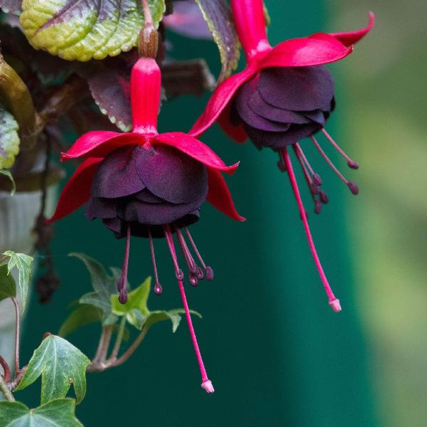 AcquaGarden Outdoor Plants Fuchsia 'Blacky'