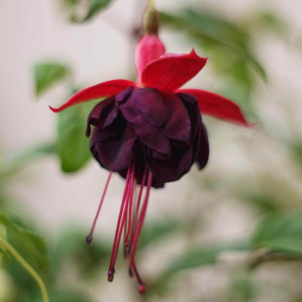 AcquaGarden Outdoor Plants Fuchsia 'Blacky'