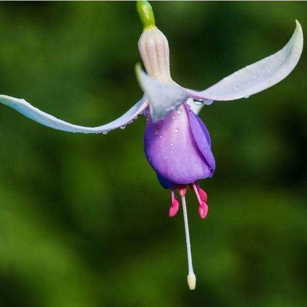 AcquaGarden Outdoor Plants Fuchsia 'Delta Sarah'