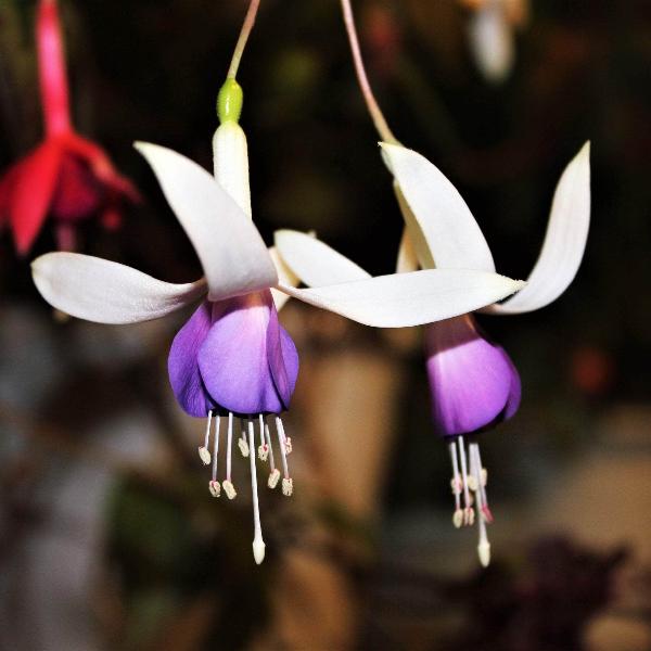 AcquaGarden Outdoor Plants Fuchsia 'Delta Sarah'