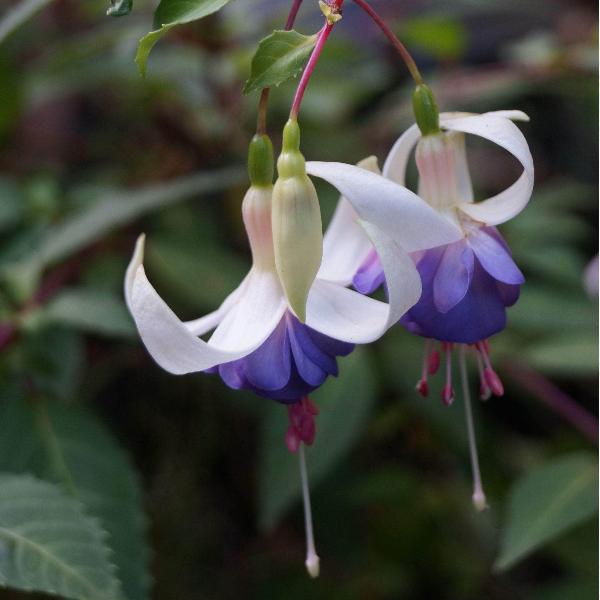 AcquaGarden Outdoor Plants Fuchsia 'Delta Sarah'