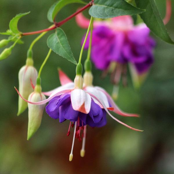 AcquaGarden Outdoor Plants Fuchsia 'Delta Sarah'