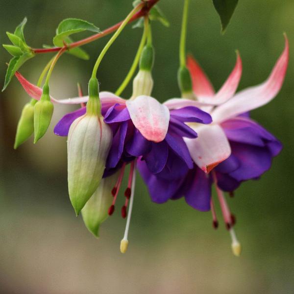 AcquaGarden Outdoor Plants Fuchsia 'Delta Sarah'