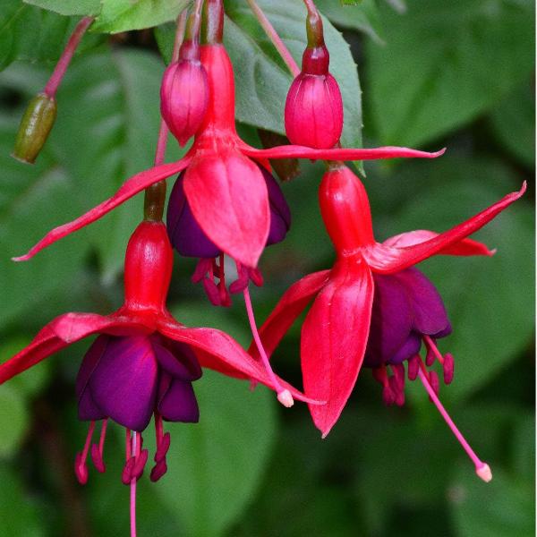 AcquaGarden Outdoor Plants Fuchsia 'Display'